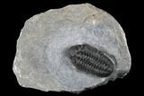 Adrisiops Weugi Trilobite - Recently Described Phacopid #174736-1